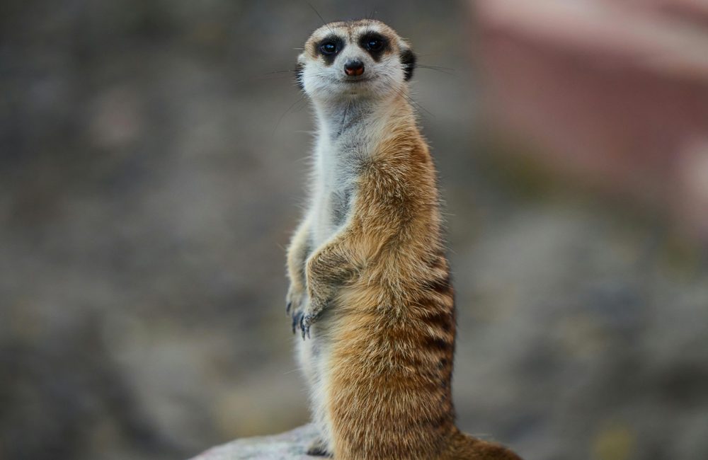 Niedersächsische Zootage